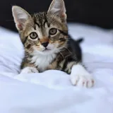 Котёнок Криспи 5