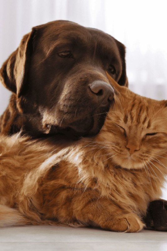 Передержка питомцев, выгул собак, пэтситтер в Тбилиси