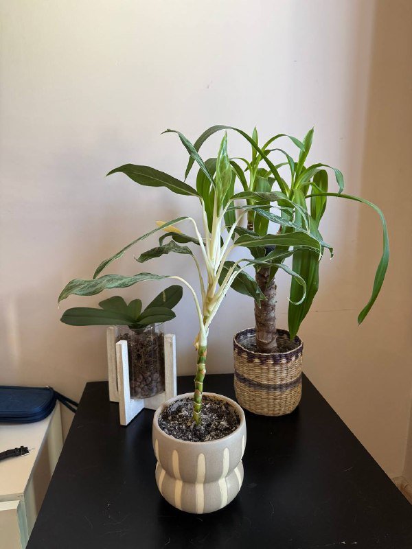 Переноска для кошек, аптечка, органайзер, корзинка с резинками, цветы 5