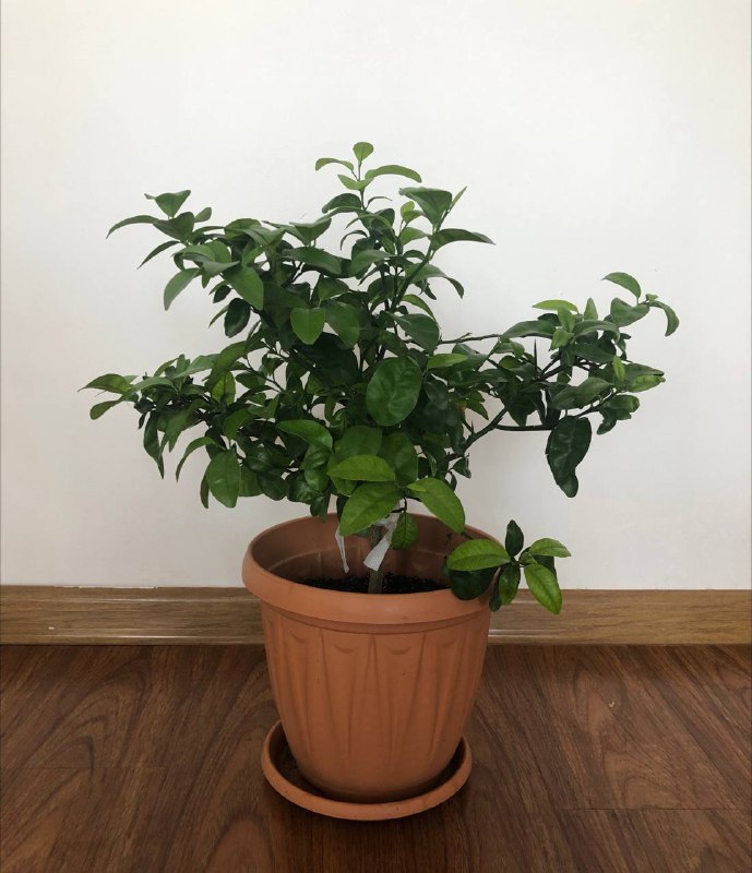 имбирь, фикус, лимон, мандарины, паслен комнатный 5