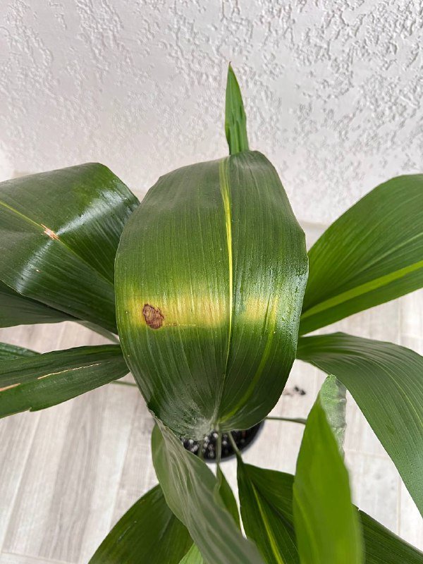 Аспидистра комнатное растение, Кашпо Jysk диаметр 24см 4