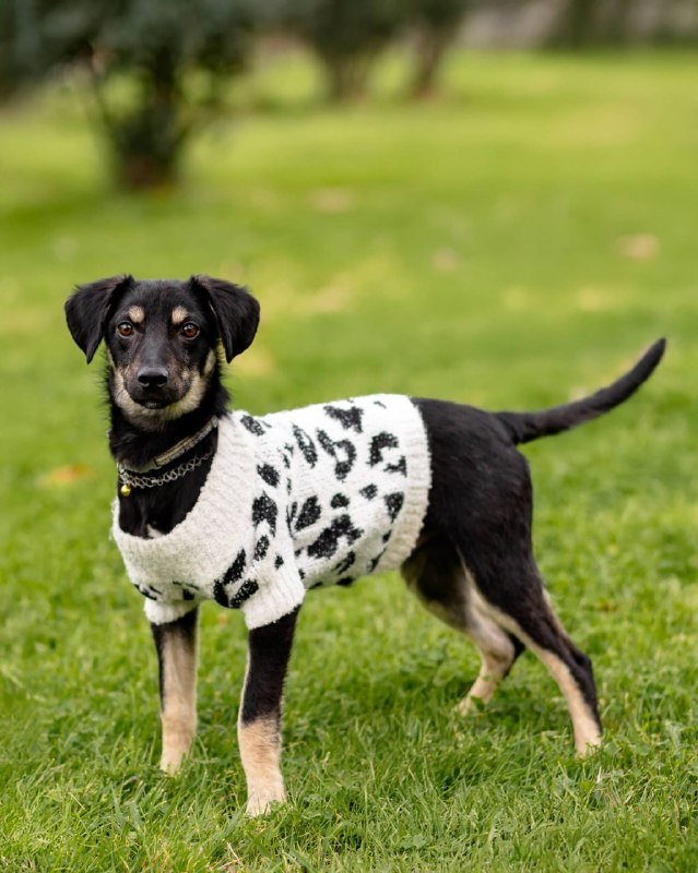 Щенок Тейтон для передержки или дома