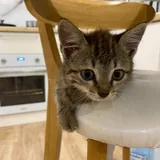 Kitten to a good home 2