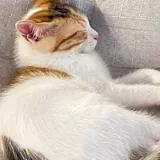 Котёнок Крошка 10