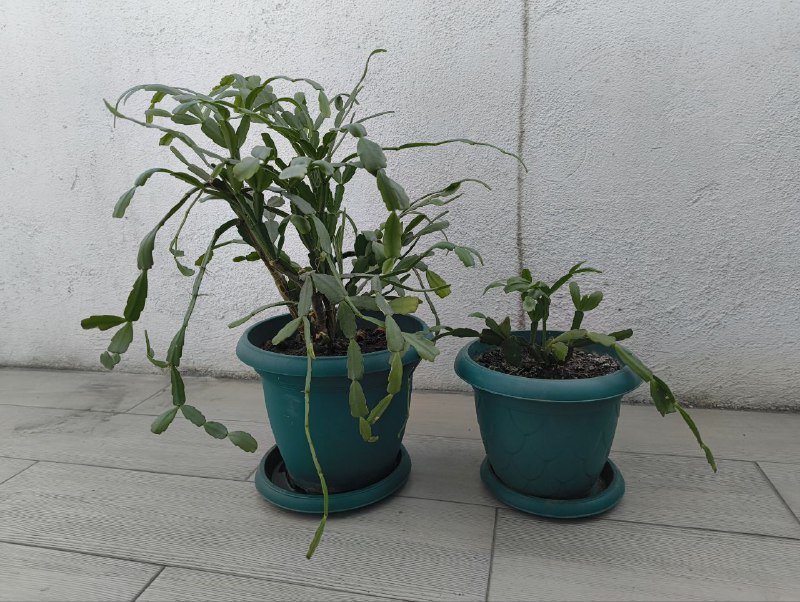 Декабрист большой, декабрист маленький