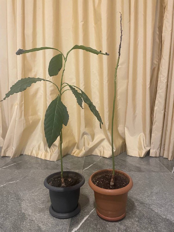 2 авокадо в горшках