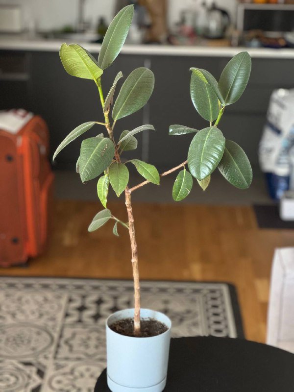 Цветы в горшках, Толстянка, Фикус, Спатифиллум, Алоэ, Бегония 3