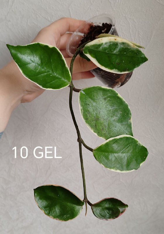 Растение Хойя 4