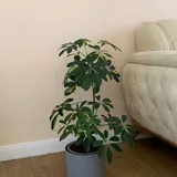 Шеффлера 2