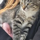 Котёнок Фейзер ищет добрый дом 3