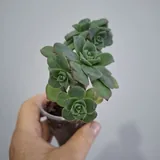 Суккуленты, монстера, калатея 5