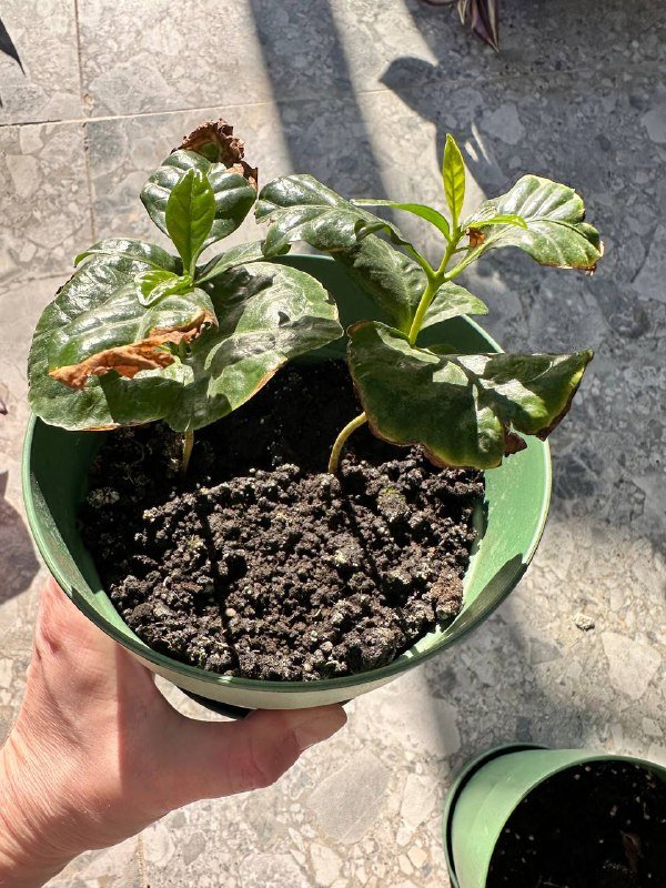 Комнатные растения: традесканция, кофе арабика, цитрусы, авокадо, цикламены, пуансеттия, азалия, хризантемы, мушмула 9