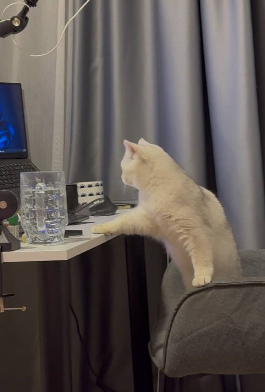 серебристая британская шиншилла котик с документами 4