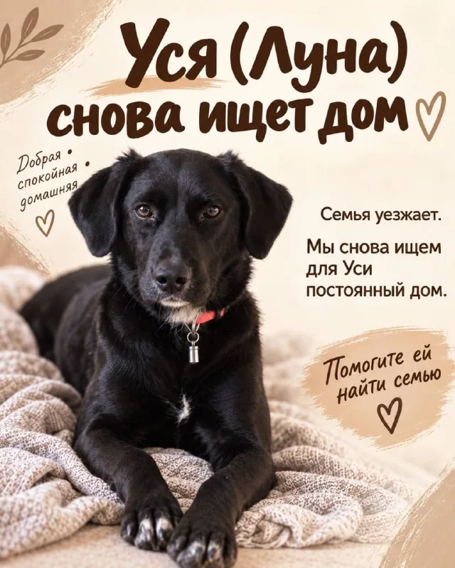Собака Уся (Луна) ищет постоянный дом 1