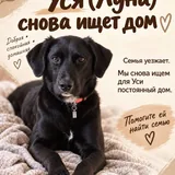 Собака Уся (Луна) ищет постоянный дом 1