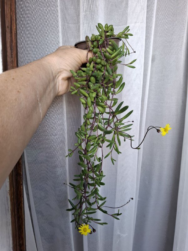 Монстеры, строманта, бегония, папоротник, традесканция, суккуленты, каланхоэ 8