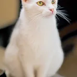 Ласковая стерилизованная кошка Тильда 2
