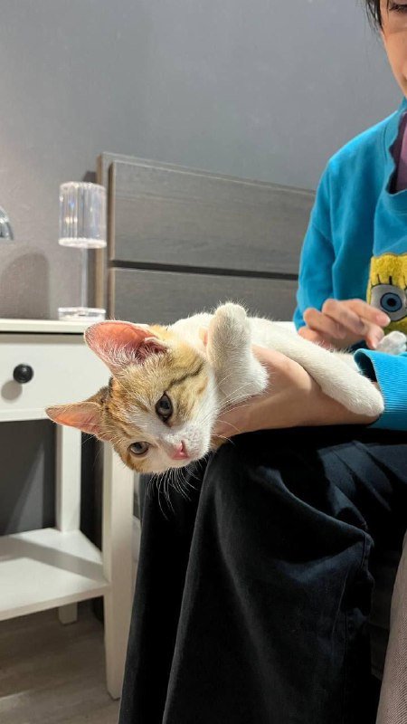 Котята белые с пятнышками в добрые руки