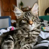 Котенок мейн-кун 1