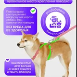 Анатомическая шлейка для собак 4