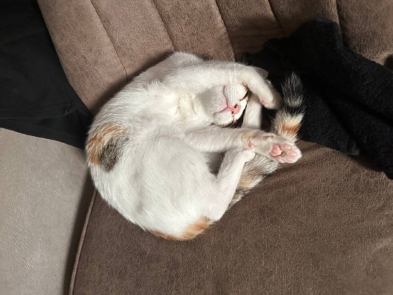 Кошечка Эльза для дома 4