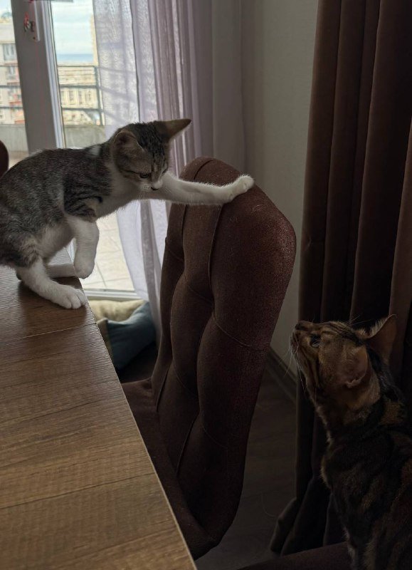 Котенок Чевапи ищет родителей 8