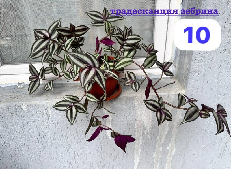 Традесканция зебрина, кофе арабика, цитрус цветы в горшках 10
