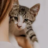 Котенок Ремарк 4