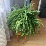Большие комнатные растения, спатифиллум, папоротник 5