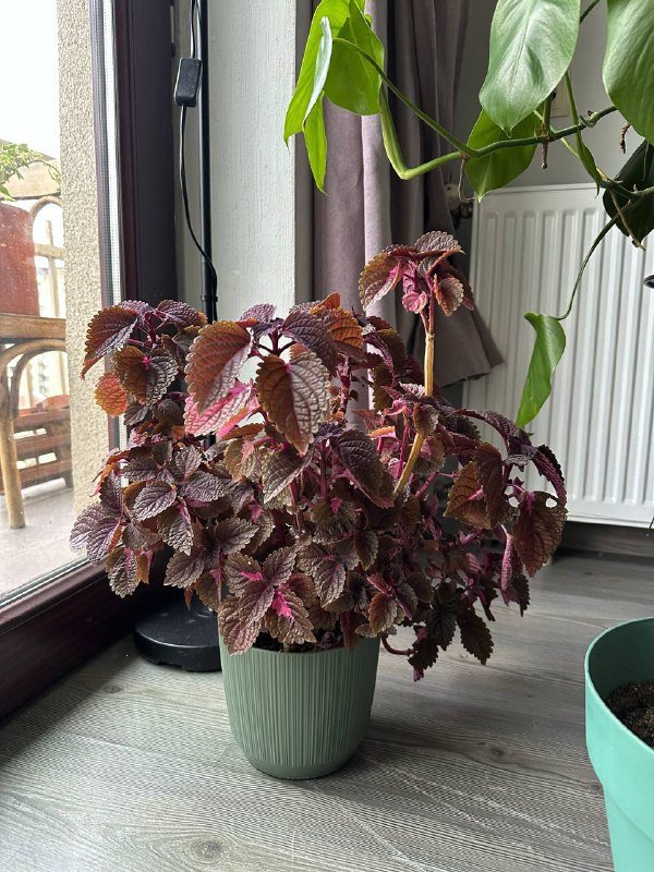 Монстера в глиняном горшке, Калатея ланцифолия, Дерево манго, Колеус, Плющ в глиняном горшке 5
