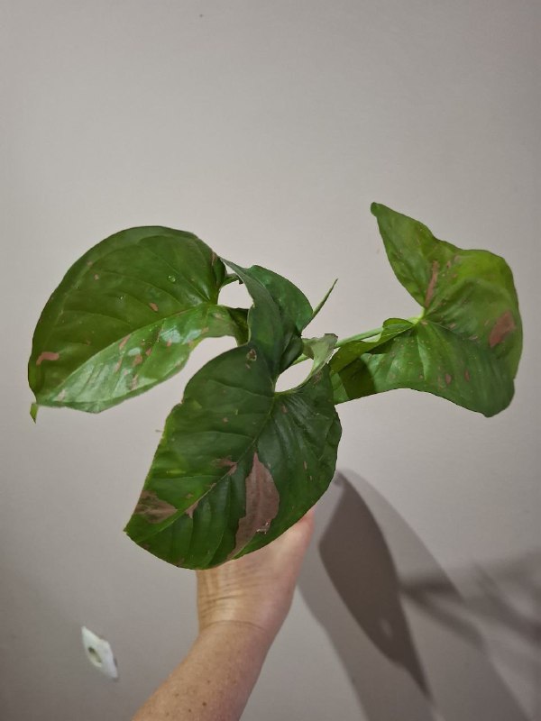 Суккуленты, перец огонек, сингониумы, монстера, рафидофора минима 6