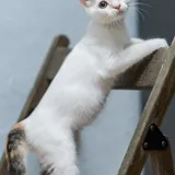 Котенок Лёля 2