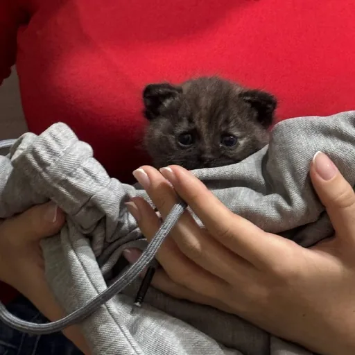 Female kitten looking for a home