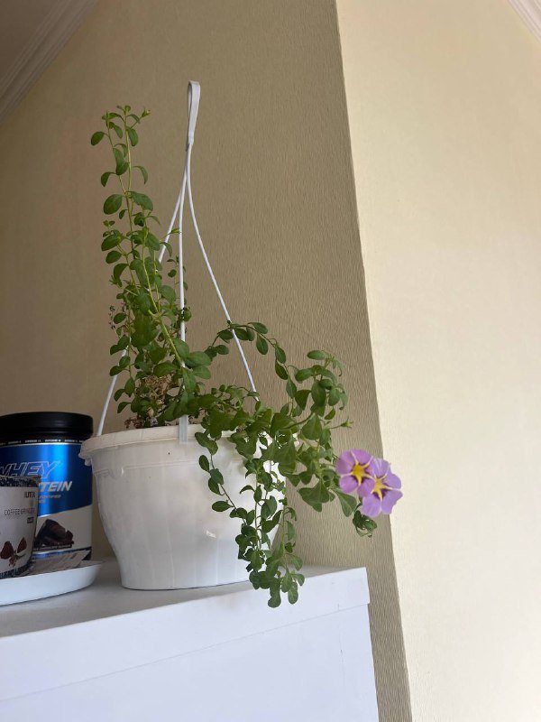 Юкка, Суккулентик, Калибрахоа комнатные растения 3