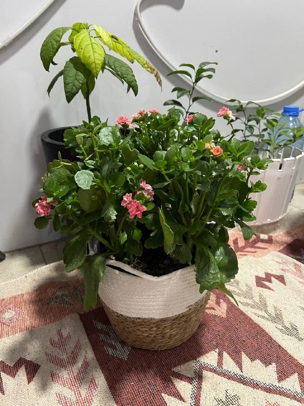 палатка 2-3 местная