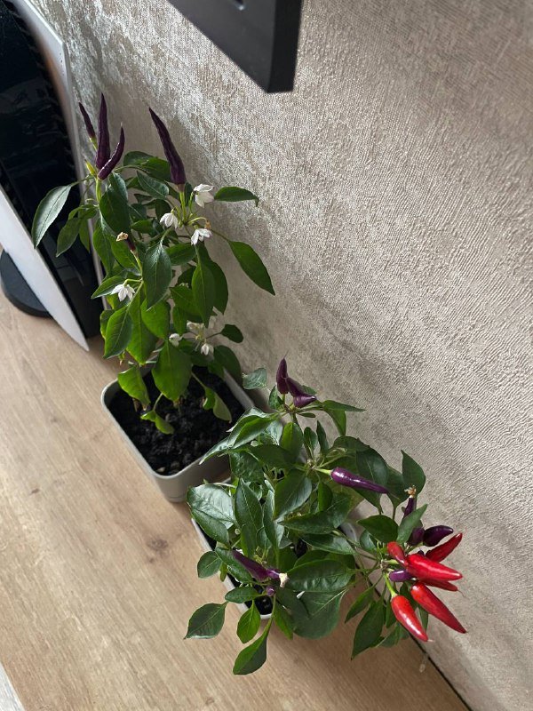 Чили перцы в горшках 3