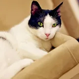 Кошка Шешем 2