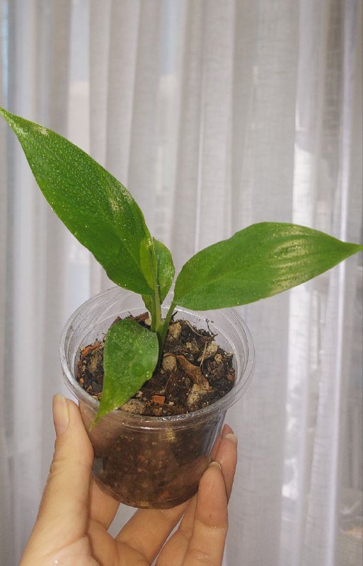 Комнатные растения 4