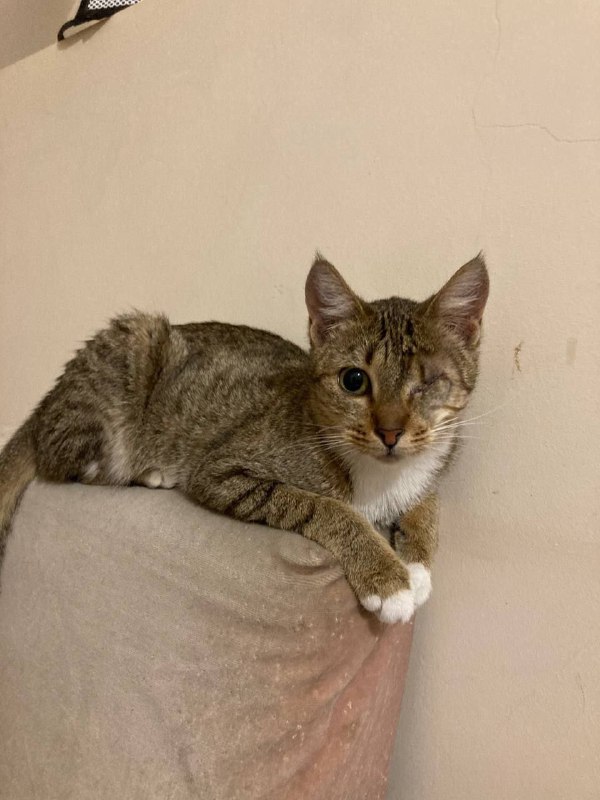 Кошка Тритико для домашнего пристройства 3