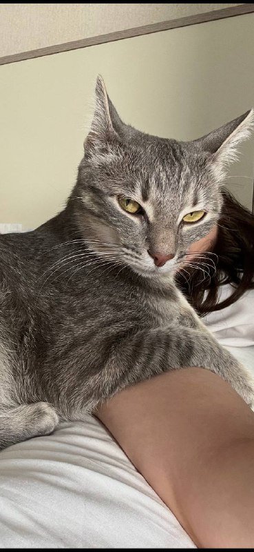 Корм для щенков Grandorf Lamb & Turkey 3 кг 3