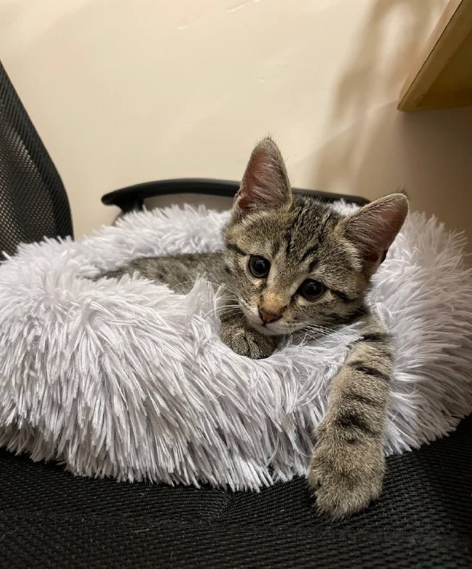 Лежанки для собак и кошек разные размеры 4