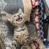 Котенок Гарри 2