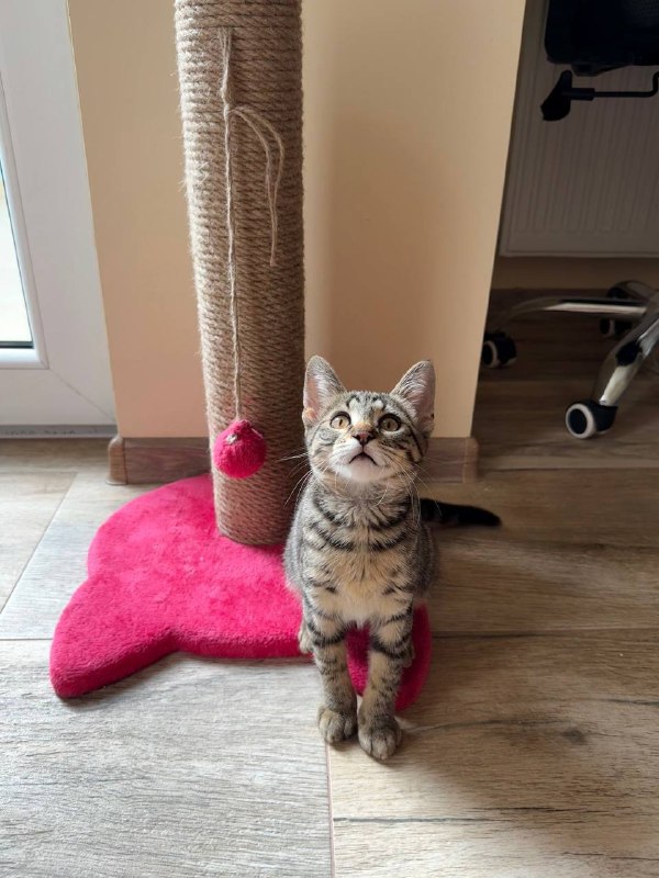 Котёнок девочка 3 месяца ищет дом