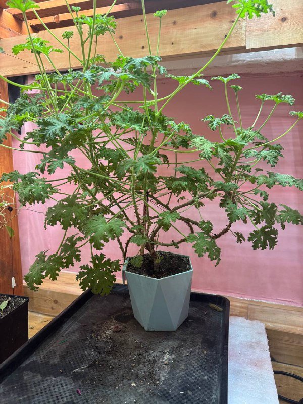 Любой цветок в горшке 6