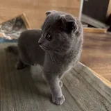 Шотландский вислоухий котенок 2