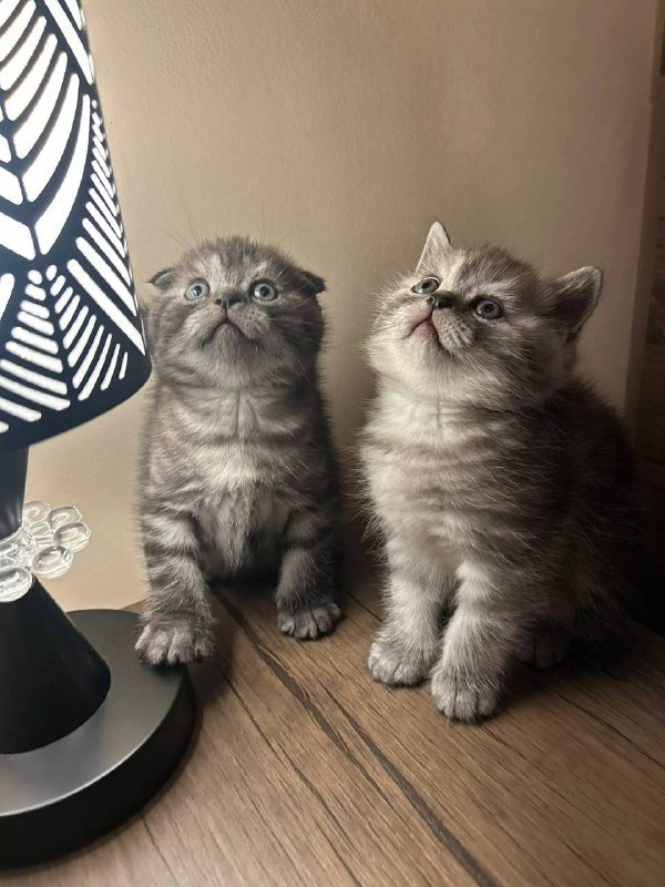 Шотландский котята