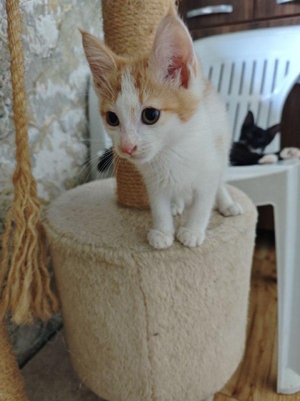 Котята Миска и Кастрюлька ищут дом 5