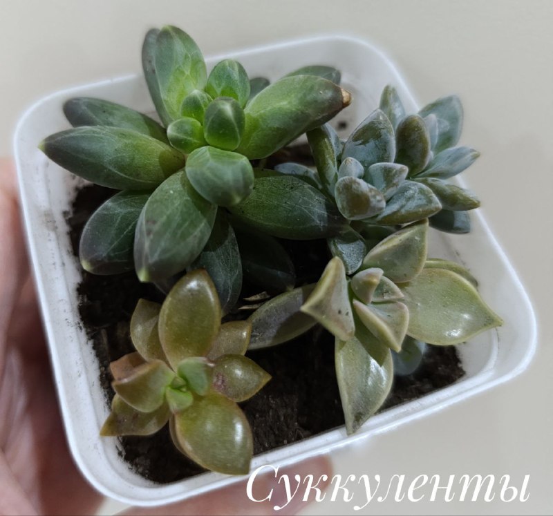 Суккуленты, Красула Голлум, Декабрист, Пеларгония, Традесканция