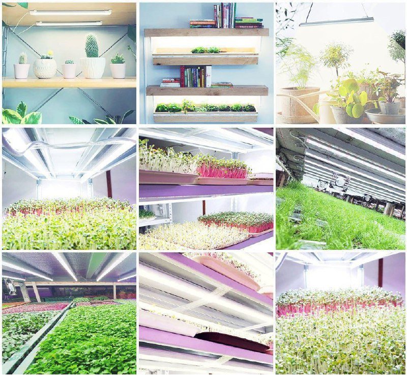 Фитолампы для микрозелени VA-2 120 см 20Вт 3