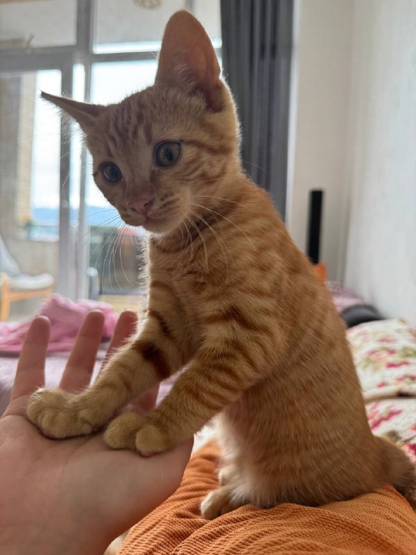 Котенок рыжий Лева ищет дом 4